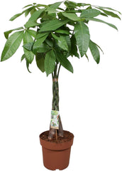 Trendyplants - Pachira Aquatica - Geldbaum - Zimmerpflanze - Höhe 110-130 Cm - Topfgröße Ø24Cm