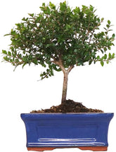 KENTIS - Myrten Bonsai Baum Echt Für Draußen - Myrtus Communis Gartenbonsai - Balkon Pflanzen - H 20/25 Cm Topf 16 Cm (Myrten Bonsai, Topf 16 Cm)