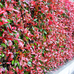 Glanzmispel Red Robin - Exotische Gartendeko Für Draußen Seltene Bodendecker Sträucher Garten Für Sonnige Plätze Outdoor Bio Stauden Winterhart Mehrjährig Schnell Wachsende 500Samen