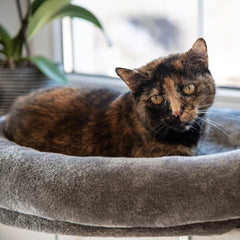 Pături și mobilier, Scaune ferestre, Animale de companie, Pisici, Paturi pentru pisici, Pisici - culcusuri, saltele