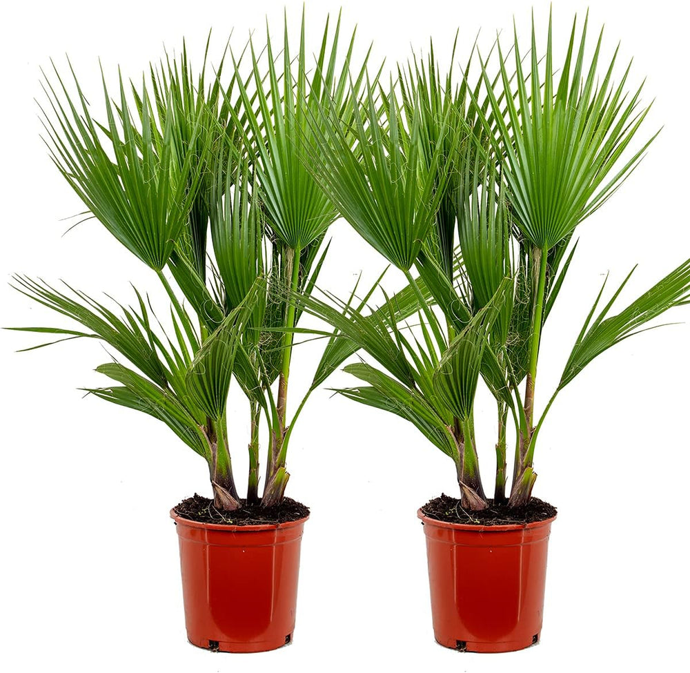 Bloomique - 2Er Set - Washingtonia Robusta - Mexikanische Fächerpalme - Palme - Winterharte Balkonpflanzen - Gartenpflanzen Winterhart - Höhe 80-100 Cm - Topf 21 Cm