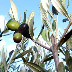Olivier Olivenbaum Oliven Itrana - Obstpflanze Baum Max 160-3 Jahre Anbau Italien