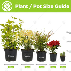 Visul grădinarilor: 4 plante Tillandsia reale - 4 plante de aer Tillandsia reale - Plante de terariu - Plante decorative pentru terariu - Plante de apartament care purifică aerul - Plante decorative - Plante reale