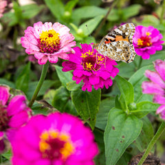 Butterfly Meeting Flower Mix: 100 g Premium sommerfugleblomsterfrø - insektvenlige bifrø, flerårige og årlige blomsterfrø til enge - vilde blomsterfrø fra OwnGrown