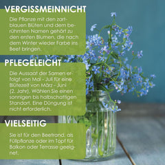 Vergissmeinnicht Samen (Myosotis) - Märchenhafte Blumen mit længere Blütezeit für das Beet, den Balkon og die Terrasse
