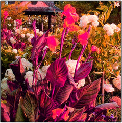 Blomsterløgblanding, Mystery Magic Bulb, Hårdfør plantning, Vinterhårdfør flerårig blomsterløg, Hårdføre løg - 3 orkidéløg