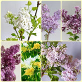 Flieder - Gartenpflanzen Winterhart Mehrjährig Nachhaltige Geschenke Geschenke Für Gartenliebhaber Garten Sträucher 50Samen
