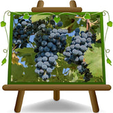 Tafeltraube Schwarze Erdbeere Selbstfruchtbare Pflanze Uralte Frucht Höhe: 150~170 Cm Alter: 2 Jahre Vase: Durchmesser 20 Cm