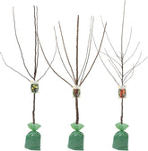 Obstbäume XXL 3Er Set (Apfel Jonagold, Birnenkonferenz Und Süßkirsche Kordia)