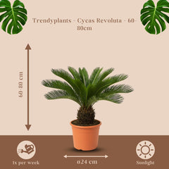 Trendyplants - Cycas Revoluta - Japanische Sago-Palme - Gartenpflanze - Höhe 60-80 Cm - Topfgröße Ø24Cm