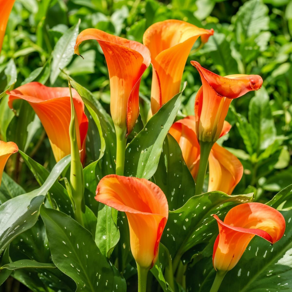 Calla Bulbs Hardy Staude - Zantedeschia Orange Passion (Orange) - 5 store blomsterløg - Ægte Hollandske planter - Til have og krukker (ikke frø, ikke kunstige)