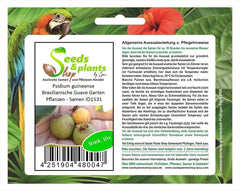 Stk - 10X Psidium Guineense Brasilianische Guave Garten Pflanzen - Samen ID1531 -