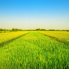 - Langkornreis USA Style - 1 X 20 KG