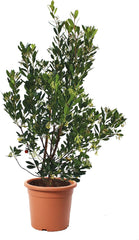 KENTIS - Jordbær (Arbutus unedo) – Hårdføre planter til haven – Stedsegrønne, ægte plante – Højde 80-100 cm, potte Ø 24 cm