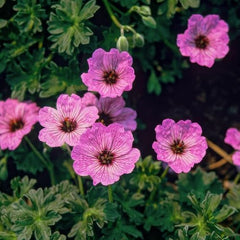 Super Perennial Geranium Collection (10 planter/rødder) Hårdfør blanding af 5 sorter, store flerårige hybrider fra Holland, til haven, blomsterlag (ingen frø, ingen kunstige løg)
