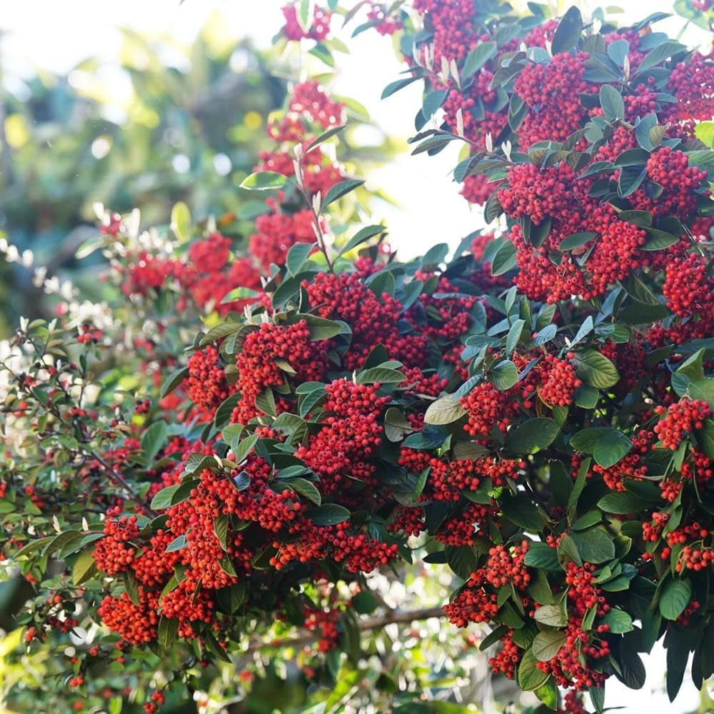 Teppichmispel, Blumensamen Gastgeschenk Bodendecker Cotoneaster Dammeri, Schnell Wachsende Sträucher Baumsamen Exotische Blühende Sträucher Winterhart 200Samen