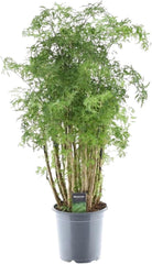 Trendyplants - Polyscias Hawaiiana Ming - Aralia - Zimmerpflanze - Höhe 80-100 Cm - Topfgröße Ø19Cm
