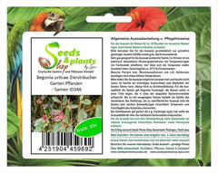 Stk - 10X Begonia Urticae Ziersträucher Garten Pflanzen - Samen ID346 -