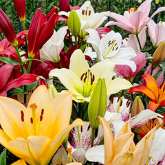 Giant Lily Bulbs Hardy Tree Collection - Hardy Blomsterløg - Pakke med 15 i 5 sorter og farver - Holland Mix til haveplantning (ikke frø, ikke kunstige)