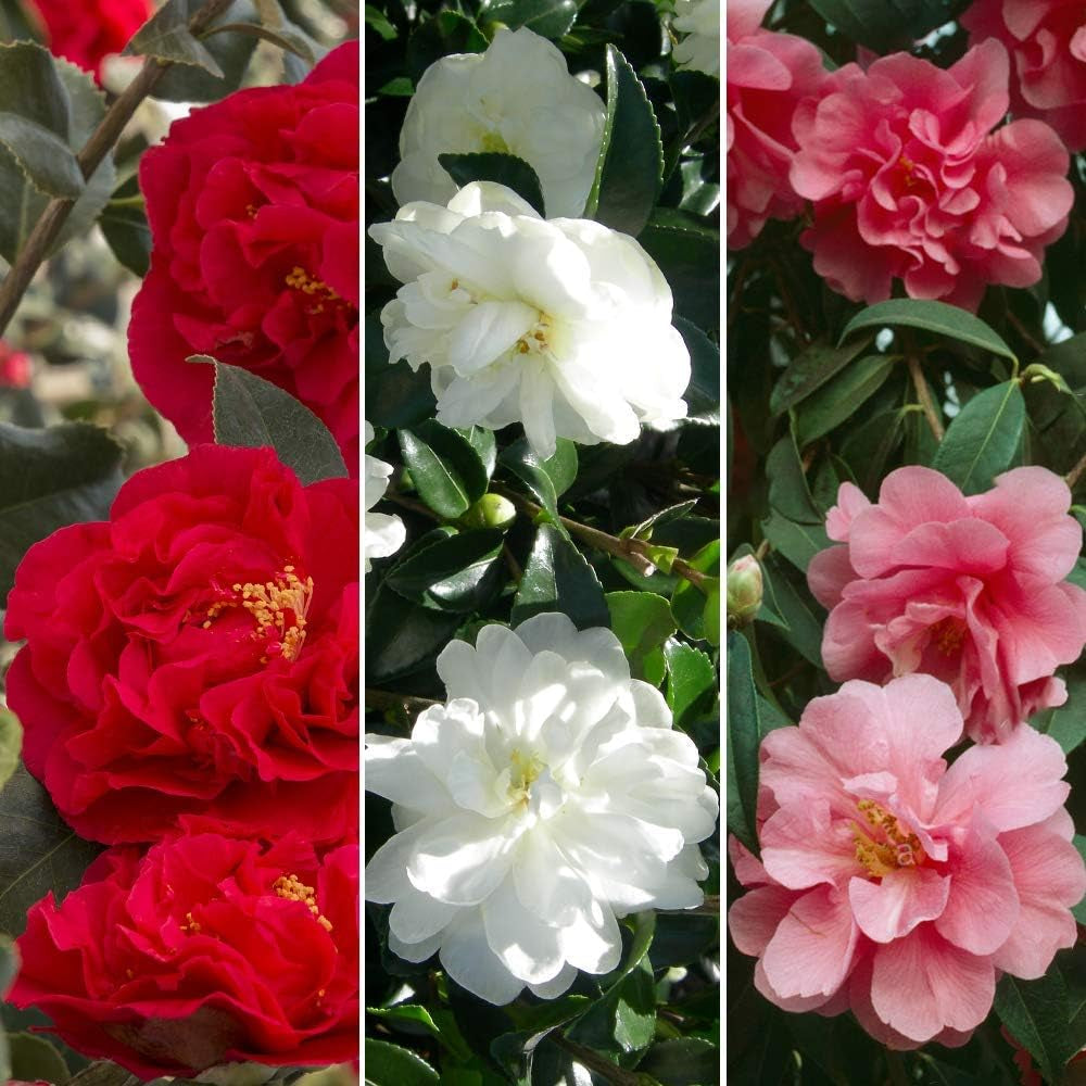 Sæt med 3 Camellia Gardeners Dream (rød, hvid og lyserød) - Hårdføre stedsegrønne blomstrende buske - Hårdføre haveplanter - Hårdføre altanplanter - Hårdføre potteplanter