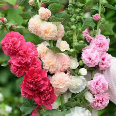 Stockrose - Stockrosensamen Kletterpflanzen Steingartenpflanzen Stockrosen Frühlingsblume Winterharte Kübelpflanzen Seltene Zimmerpflanzen Bodendecker Blumensamen Mehrjährig Winterhart 400Samen
