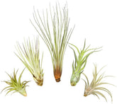 Tillandsien 5Er XL Set, Mit Je Einer Tillandsia Juncea, Einer T. Captitata, Einer T. Abdita, Einer T. Caput Medusae Und Einer T. Fasciculata