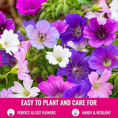 Super Perennial Geranium Collection (10 planter/rødder) Hårdfør blanding af 5 sorter, store flerårige hybrider fra Holland, til haven, blomsterlag (ingen frø, ingen kunstige løg)