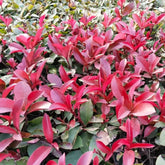 Glanzmispel Red Robin - Exotische Gartendeko Für Draußen Seltene Bodendecker Sträucher Garten Für Sonnige Plätze Outdoor Bio Stauden Winterhart Mehrjährig Schnell Wachsende 500Samen
