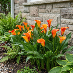 Calla Bulbs Hardy Staude - Zantedeschia Orange Passion (Orange) - 5 store blomsterløg - Ægte Hollandske planter - Til have og krukker (ikke frø, ikke kunstige)