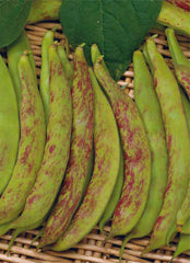 Stangenbohnen BRAGANÇANO, Mehrfarbig, XXL 12