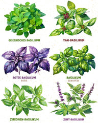 Økologiske basilikumfrø i et sæt med 6 - 6 basilikumfrø til nem dyrkning i haven, balkonen eller højbedet - Plantefrø - Frøplanter