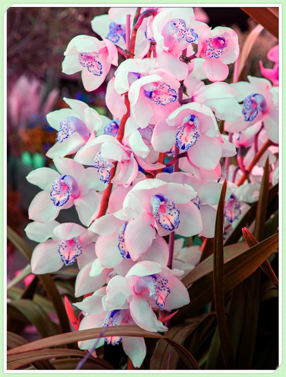 Blomsterløgblanding, Mystery Magic Bulb, Hårdfør plantning, Vinterhårdfør flerårig blomsterløg, Hårdføre løg - 3 orkidéløg