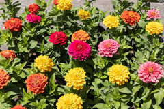 500 Zinnia og Dahlia frø, farverig blanding, haveblomster, blomsterlag, altankrukker