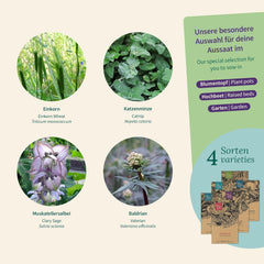 Magic Garden Seeds - Urter til katte: Katte-, baldrian-, salvie- og katteurt - Frøkasse med 4 planter til leg, nibler og afslapning