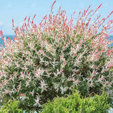 Harlekinweidesamen, Immergrüne Winterhart Salix Integra, Hochbeet Exotische Sträucher Garten Baumsamen Schnell Wachsende 250Pcs