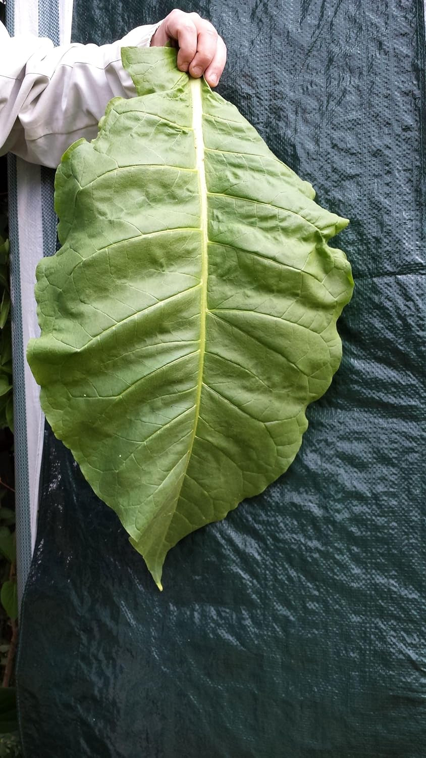 Tobaksfrø 5x1000 Ægte rygetobak 5 varianter Virginia, Red Front, Orient Xanthi, Baden Geudertheimer Fresh. Harvest 2025