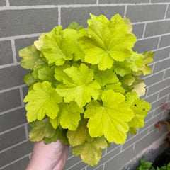 Heuchera - Purpurglöckchen Immergrüne Sträucher Hecken Heilkräuter Garten Geschenk Zimmerpflanzen Gartenpflanzen Bodendecker Gartenkräuter Exotische Balkon 250Samen