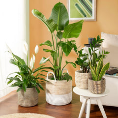 Scheurich Seagrass 17, ghiveci tip coș/ghiveci tip coș din iarbă de mare, culoare: Alb, diametru 17 cm, înălțime 16 cm, volum 3,5 l.