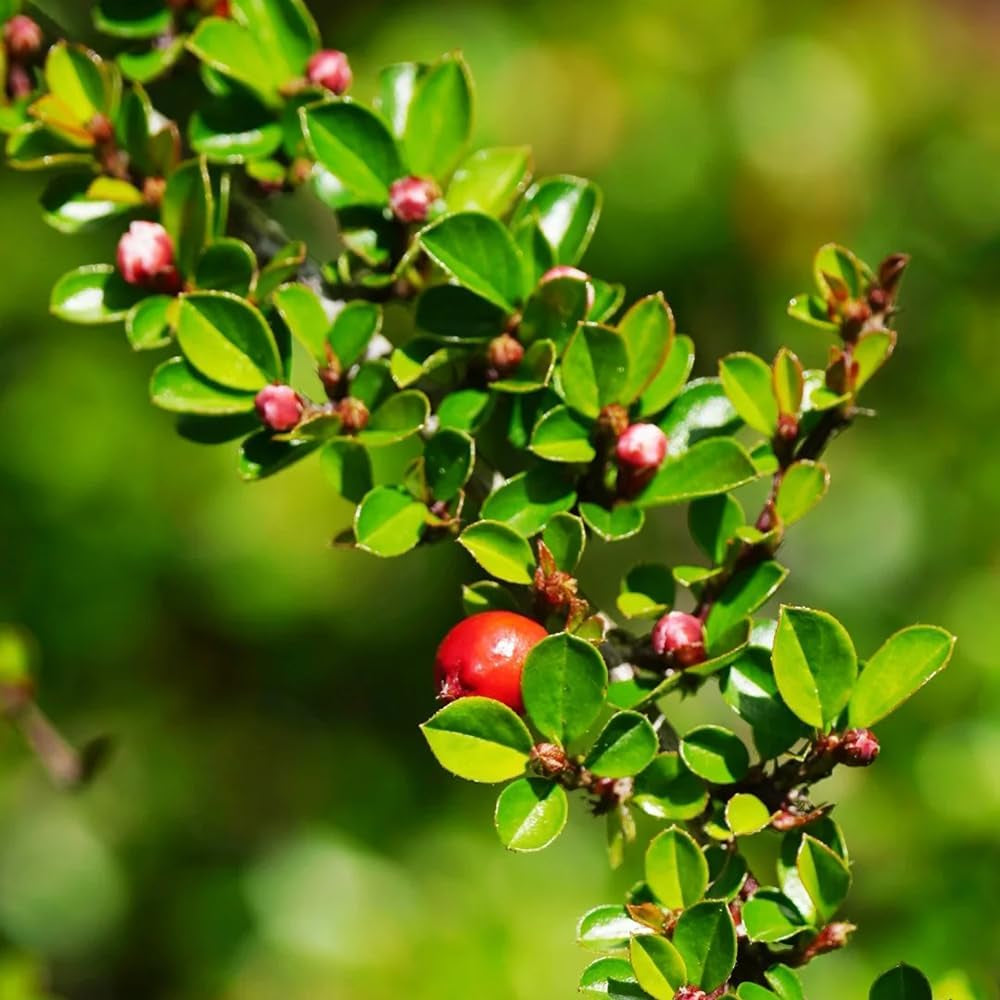 Teppichmispel, Herbstblumen Winterhart Bodendecker Cotoneaster Dammeri, Schnell Wachsende Sträucher Kaufen Geschenke Für Gärtner Exotische Seltene 120Samen