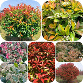 Glanzmispel Red Robin - Outdoor Schnell Wachsende Sträucher Exotische Balkonpflanzen Bodendecker Blühende Sträucher Winterhart Bio Gartendeko Für Draußen Geschenke Für Gärtner 600Samen