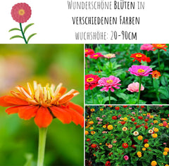 Zinnia frøblanding (Zinnia) - Farverige sommerblomster til havebedet, altanen, terrassen og som afskårne blomster i vaser
