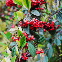 Teppichmispel, Alte Sorten Bodendecker Cotoneaster Dammeri, Garten Herbstblumen Winterhart Baumsamen Blumensamen Gastgeschenk Blühende Sträucher Winterhart 180Samen