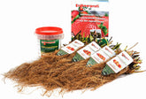 Erdbeerpflanzen Anbau-Set: 20 Gemischte Erdbeerpflanzen Inkl. Dünger - Sorten: Daroyal, Korona, Amandine, Favori - Frigo-Erdbeeren Von Erdbeerprofi.De