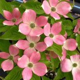 Cornus Kousa, Blühende Sträucher Winterhart Hartriegel, Steingartenpflanzen Winterhart Balkonpflanzen 300Samen
