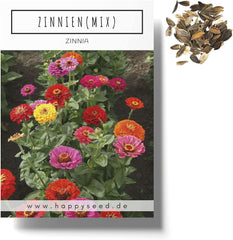 Zinnia frøblanding (Zinnia) - Farverige sommerblomster til havebedet, altanen, terrassen og som afskårne blomster i vaser