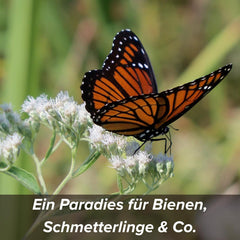 Blomsterfrø i beskyttende lerbelægning til bier og sommerfugle, 400g. Flerårige og vinterhårdføre planter, der skaber et blomstrende landskab på 20 m². Smukke vilde blomsterfrø til en farverig bi-græsgang. Gave til børn.