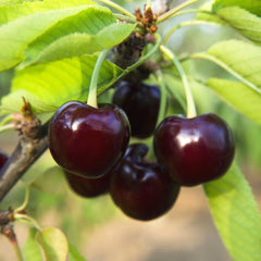 Sauerkirschbaum Amarena Montmorency – Obstpflanze Im Topf Ø 24/26 Cm, Höhe 160-180 Cm, Alter: 4 Jahre – Italienische Baumschule