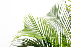 Trendyplants - Areca Palme - Goldpalme - Zimmerpflanze - Höhe 150-170 Cm - Topfgröße Ø24Cm