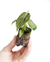 Baby Philodendron Philodendron Melanochrysum - Zimmerpflanze - Echte Pflanzen Für Drinnen - 2Cm Stecklinge - Höhe 10Cm