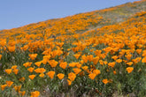 1000 californiske valmuefrø (Eschscholzia californica), vildblomsteng, bi-græsgang.